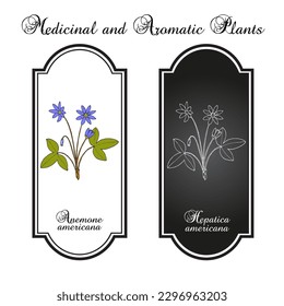 Anemone americana (hepatica nobilis), medicinal plant. Hand drawn botanical vector illustration