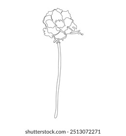 Desenho de linha contínua de anêmona. Buquês de flores preto e branco. Página de Coloração de Flor. Floral Line Art. Fine Line Lilies ilustração. Flores desenhadas à mão. Coloração Botânica. 