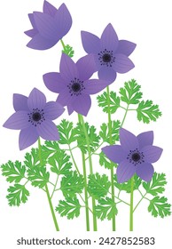 Anemone coronaria. Vector image. Beautiful plant blooming in coastal areas. 