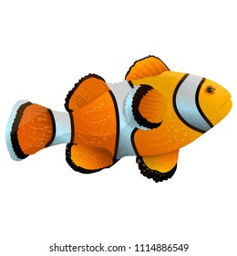 Anemone fish isolated on white. Clownfish in yellow, black and white Clownfish in yellow, black and white colors. Aquarium fish realistic vector illustration in flat style design eps10