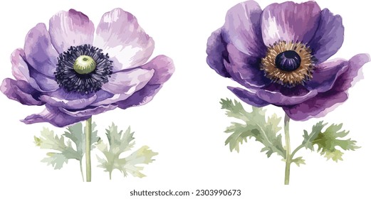 Anemone flower clipart, isolated vector illustration.