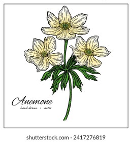 Anemone Flower. Colorful Hand drawn botanical illustration for greeting cards, printing and design.