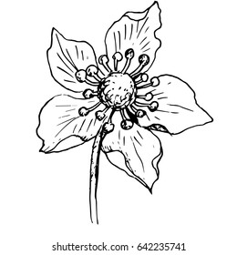 Anemone flower drawing vector illustration and line art. You can use for tattoo design.