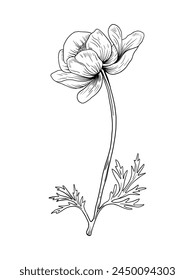 anemone flower hand drawn with shading, black and white on a white background