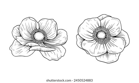 anemone flower hand drawn with shading, black and white on a white background