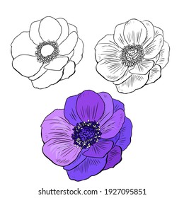 Anemone Flower Hand-drawn, Black And White Contour Drawing Isolated On A White Background