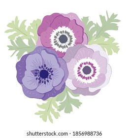 anemone, flower illustration, spring image
