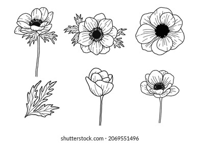 Anemone flower line art nature plant summer flower
