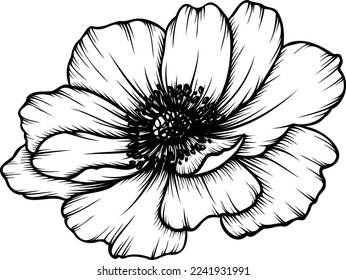 Anemone flower. Linear poppy flower. Hand drawn illustration. This art is perfect for invitation cards, spring and summer decor, greeting cards, posters, scrapbooking, print, etc.