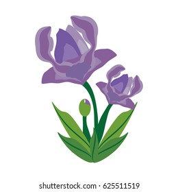 anemone flower spring image