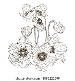Anemone flower vector drawing bouquet. Isolated wild plant and leaves. Herbal engraved style illustration. Detailed botanical sketch. Flower concept. Botanical concept.