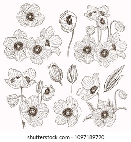 Anemone flower vector drawing set. Isolated wild plant and leaves elements. Herbal engraved style illustration. Detailed botanical sketch. Flower concept. Botanical concept.