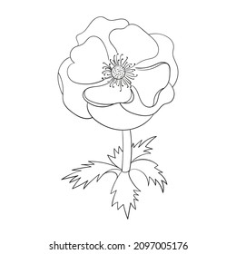 Anemone flower vector illustration, purple flower isolated, flower head