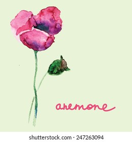 Anemone flower. Watercolor. Vector