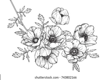 Anemone flowers drawing with line-art on white backgrounds.