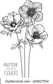 Anemone flowers drawing vector illustration and line art
