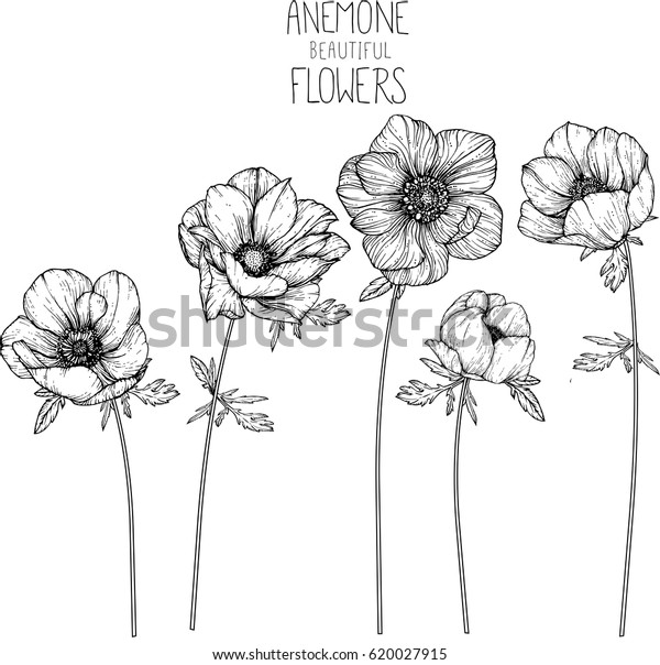 アネモネの花のベクターイラストとラインアート のベクター画像素材 ロイヤリティフリー