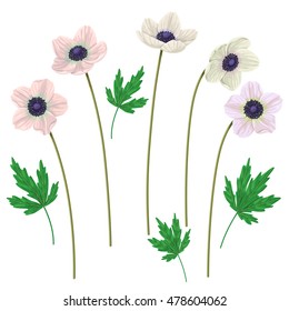 Anemone  flowers on high stems and leaves isolated on white  background. Simplified  floral elements set  for decoration. 