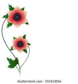 Anemone flowers on a white background.