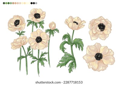 Anemone Blumen Vektorlinienzeichnung. Von einer schwarzen Linie auf weißem Hintergrund gezeichnet.