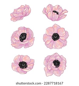 Dibujo vectorial de las flores anémónicas. Dibujado por una línea negra sobre un fondo blanco.