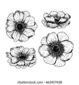 Anemone flowers. Vintage vector anemone flowers collection. Engraved style illustration. Vector illustration