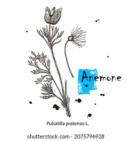 Anemone. Ilustración vectorial dibujada a mano. Flores silvestres. Esbozos botánicos de tinta realista aislados en blanco.