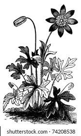 Anemone hortensis or Fior di Stella flower vintage engraving. Vector engraved illustration from 1890.