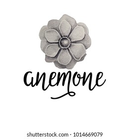 Anemone lettering with anemone flower