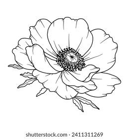 Anemone Line Drawing. Black and white Floral Bouquets. Flower Coloring Page. Floral Line Art. Fine Line Anemone illustration. Hand Drawn flowers. Botanical Coloring. Wedding invitation flowers