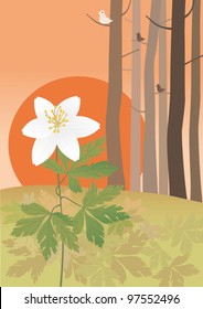 Anemone at the sundown