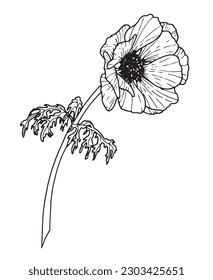 Anemone vector Flower. Hand drawn floral illustration in outline style painted by black inks on isolated background.  Botanical drawing for greeting cards or wedding invitations. Graphic sketch.