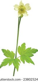 Anemone virginiana (Tall Thimbleweed) Native North American Wildflower Plant