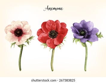 Anemone, watercolor, can be used as greeting card, invitation card for wedding, birthday and other holiday and  summer background.  Vector illustration.

