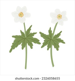 Anemon, Windblumen, Feldblumen, Vektorgrafik von Wildpflanzen auf weißem Hintergrund, Blumenelemente, handgezeichnet botanische Illustration