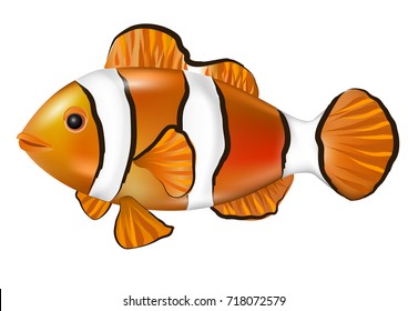 Anemonefish. Clown fish. Nemo. Vector illustration.