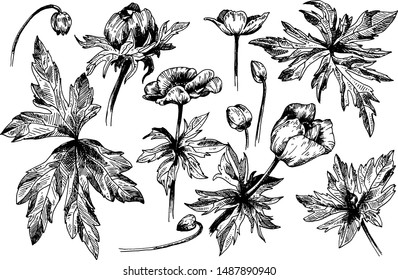 Anemones are engraving style. Flower botanical collection