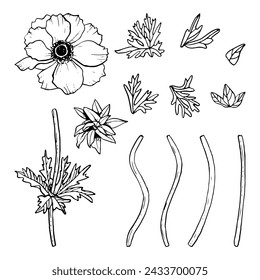 Anemones flower with stems and leaves vector illustration set. Meadow wildflower poppies blossom collection for spring designs
