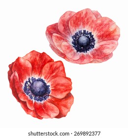 Anemones, Flower Watercolor Painting, Vector Floral Illustration.