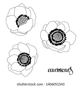 Anemones. Graphic set , isolated elements on white background. Hand drawn vector illustration, sketch.