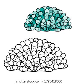 Anemones green coloring book linear drawing isolated on white background