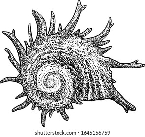 Angaria delphinus illustration, drawing, engraving, ink, line art, vector