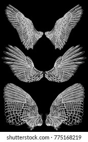 Angel or bird wings set. Sketch isolated vector illustration.