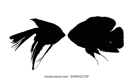 Angel fish kiss Oscar fish vector silhouette illustration isolated on white. Aquarium animal fish mating, exotic under water world. Coral reef Pisces. Shape couple fish in love kissing shadow.