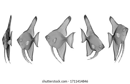 angel fish polygonal lines illustration. Abstract vector angel fish on the white background