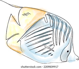 Angel Fish Red Sea Species Vector Watercolor