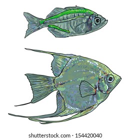 Angel fish and the fish with stripe on back and belly