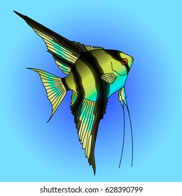 Angel fish,Pterophyllum from the Amazon River on blue background. vector illustration