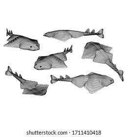 angel shark polygonal lines illustration. Abstract vector angel shark on the white background