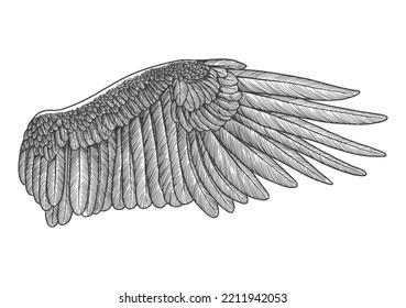 Angel wing, bird wing  hand drawn. Vintage vector illustration sketch	